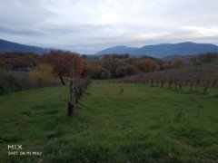 Collescipoli vicinity: agricultural land with vineyard - 1