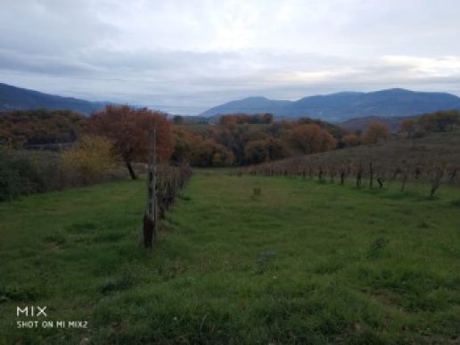 Collescipoli vicinity: agricultural land with vineyard - 1