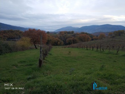 Collescipoli vicinity: agricultural land with vineyard